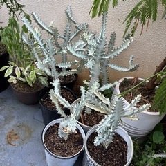 ホワイトゴースの画像