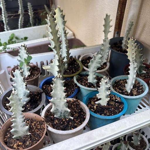 ホワイトゴース