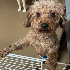 抜群の人懐っこさ　トイプー　アトム君4歳