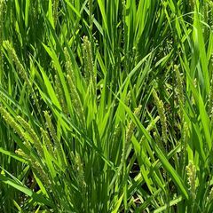 令和７年度　徳島県産　減農薬　カット藁 わらの画像