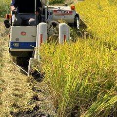 令和７年度　徳島県産　減農薬　カット藁 わらの画像