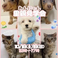 🐶わんにゃん里親フリー見学会🐱