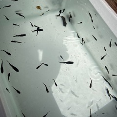 メダカの画像