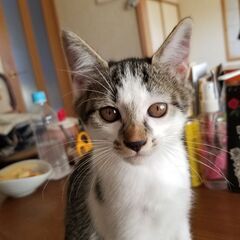 小さいけど元気いっぱいな子猫達