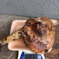 松茸の画像