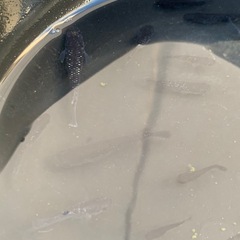 【メダカ屋のんの】曜変天目稚魚～若魚1匹500円～の画像