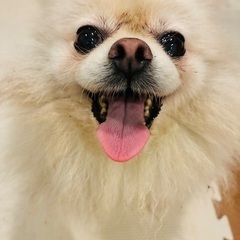 ポメラニアン　６歳