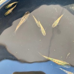 【メダカ屋のんの】金塊メダカ稚魚～若魚1匹500円～の画像