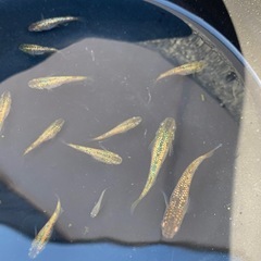 【メダカ屋のんの】金塊メダカ稚魚～若魚1匹500円～の画像