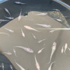【メダカ屋のんの】和墨スワローメダカ稚魚～若魚1匹500円～の画像