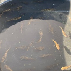 【メダカ屋のんの】AW-03Rメダカ稚魚～若魚1匹600円～の画像
