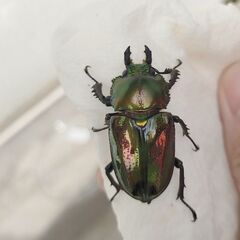 値下げ　ギネスレコード血統ニジイロクワガタ♂♀ペア　新成虫　短歯の画像