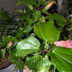 【室内向け】ハイビスカス 6号鉢 ピンク 面倒な植え替え不要の画像