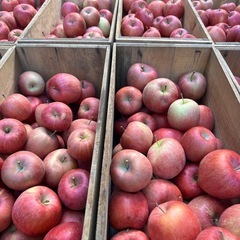 2.【青森県産】【送料無料】 【産地直送】【早生ふじ】【家庭用】【簡易梱包】【4KG】の画像