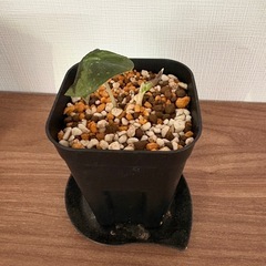 アロカシア　子株セット5鉢　観葉植物
の画像