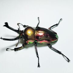 レッドピカール　ニジイロクワガタ初令幼虫5匹セットの画像