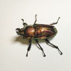 レッドピカール　ニジイロクワガタ初令幼虫5匹セットの画像