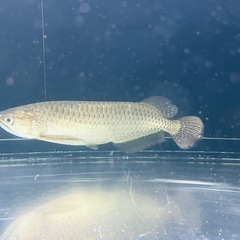 熱帯魚の画像