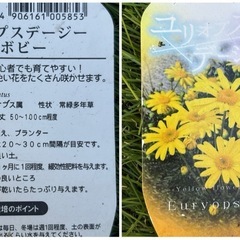 ユリオプスデージーの画像