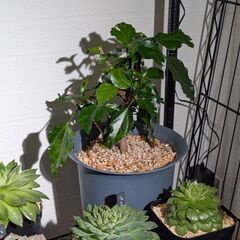 【室内向け】ハイビスカス 6号鉢 面倒な植え替え不要の画像