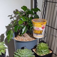 【室内向け】ハイビスカス 6号鉢 面倒な植え替え不要の画像