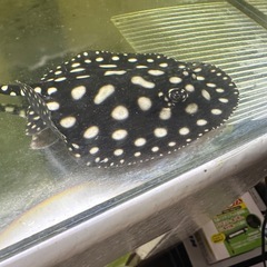 純血ダイヤモンドポルカの画像