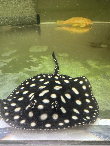 純血ダイヤモンドポルカ