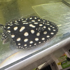 純血ダイヤモンドポルカの画像