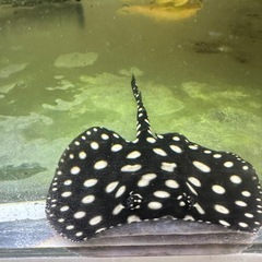 純血ダイヤモンドポルカの画像