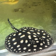 純血ダイヤモンドポルカの画像