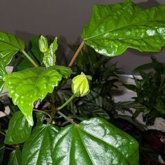 【室内向け】ハイビスカス 6号鉢 赤 面倒な植え替え不要の画像