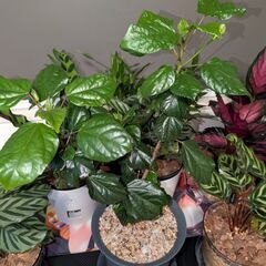 【室内向け】ハイビスカス 6号鉢 赤 面倒な植え替え不要の画像