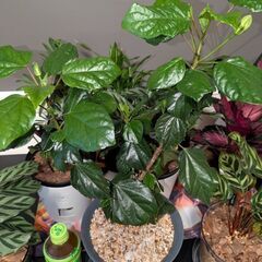 【室内向け】ハイビスカス 6号鉢 赤 面倒な植え替え不要の画像
