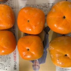 和歌山県産　柿　【14個】の画像