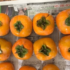 和歌山県産　柿　【14個】の画像