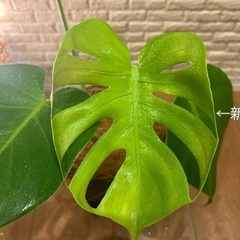 ❇️魅力たっぷり✨観葉植物【モンステラ】⓶✨の画像
