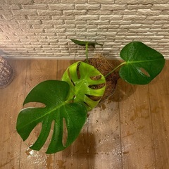 ❇️魅力たっぷり✨観葉植物【モンステラ】⓶✨の画像