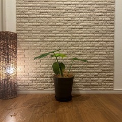 ❇️魅力たっぷり✨観葉植物【モンステラ】⓶✨の画像