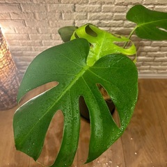 ❇️魅力たっぷり✨観葉植物【モンステラ】⓶✨の画像