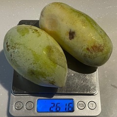 1本で結実★ポポーの種　20個★無農薬★の画像