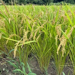 新米　令和７年玄米の画像