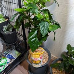 【室内向け】3本編み込みハイビスカス 赤 6号鉢 面倒な植え替え不要の画像