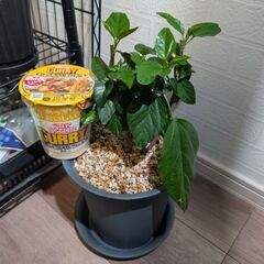 【室内向け】ハイビスカス 6号鉢 黄 面倒な植え替え不要の画像