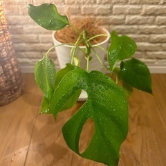 ✨❇️【お部屋をワンランクアップ】✨する観葉植物3点セット✨【アレカヤシ・パキラ・ヒメモンステラ】✨の画像