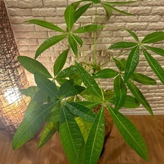 ✨❇️【お部屋をワンランクアップ】✨する観葉植物3点セット✨【アレカヤシ・パキラ・ヒメモンステラ】✨の画像