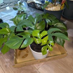 【観葉植物】ヒメモンステラの画像