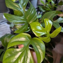 【観葉植物】ヒメモンステラの画像