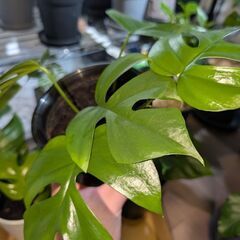 【観葉植物】ヒメモンステラの画像