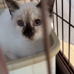 オッドアイ♡シャムMIX♡美しい子猫♡避妊済み