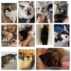 10/26(日)ご予約不要です可愛いにゃんこ達です。